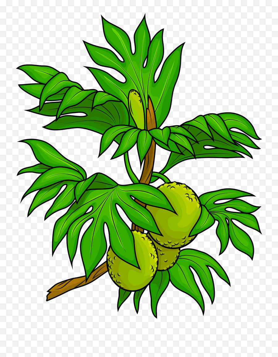 Breadfruit Tree Clipart - Png Download Full Size Clipart Breadfruit Clipart Emoji,Tree Clipart Png