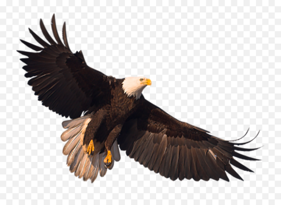 Eagle Png Image With Transparency Free - Eagle Transparent Emoji,Eagle Png
