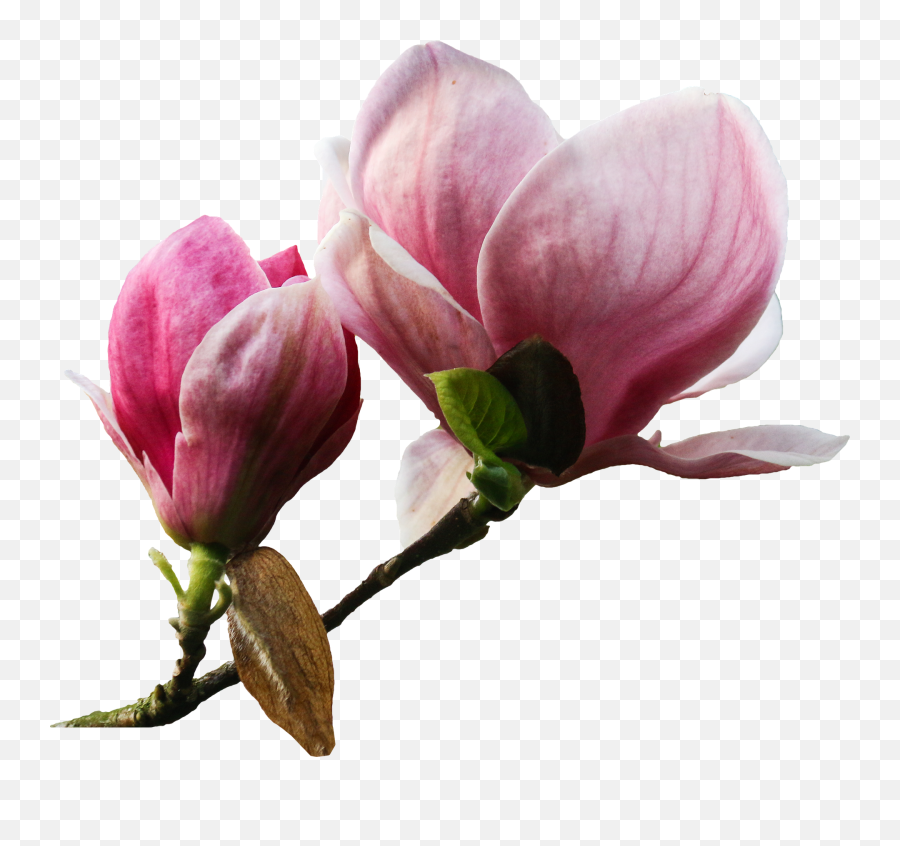 Flower Plant Nature Emoji,Magnolia Png
