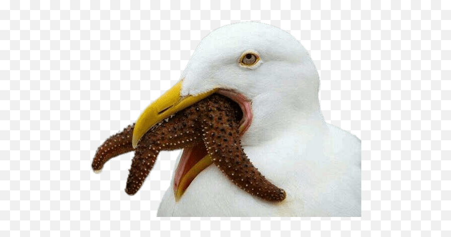 Seagull Trying To Swallow Starfish Transparent Png - Stickpng Emoji,Starfish Transparent Background