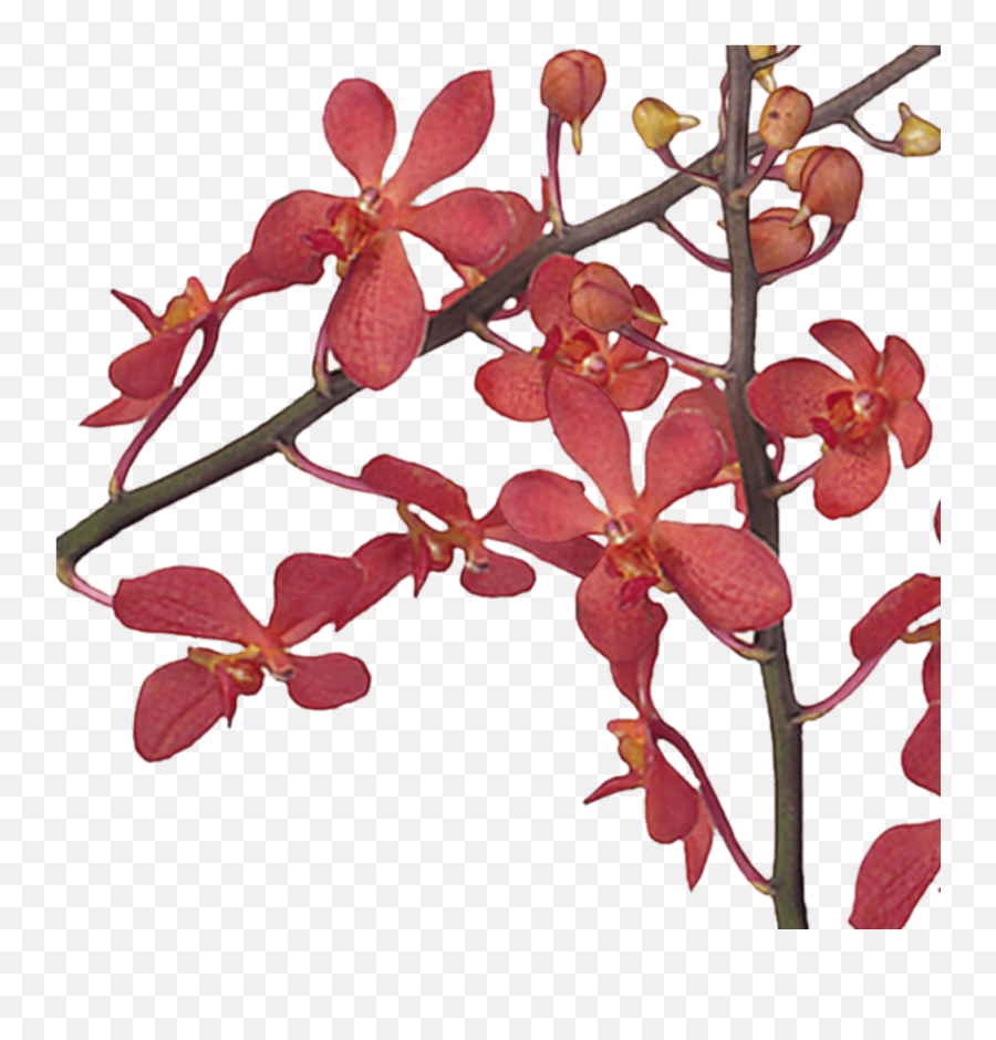 Fresh Red Crystal Mokara Orchids Low Cost Flowers Globalrose Emoji,Burn Hole Png