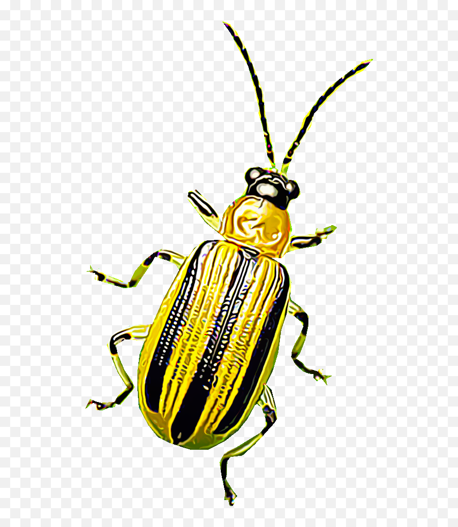 Identify And Control Cucumber Beetles Striped And Spotted Emoji,Black Stripe Png
