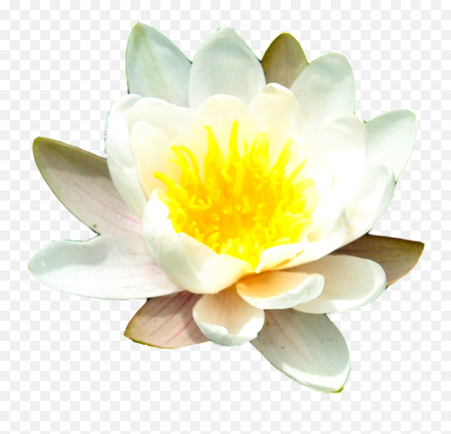 Free Water Lily Png Transparent Images Download Free Water Emoji,Lily Pad Flower Clipart