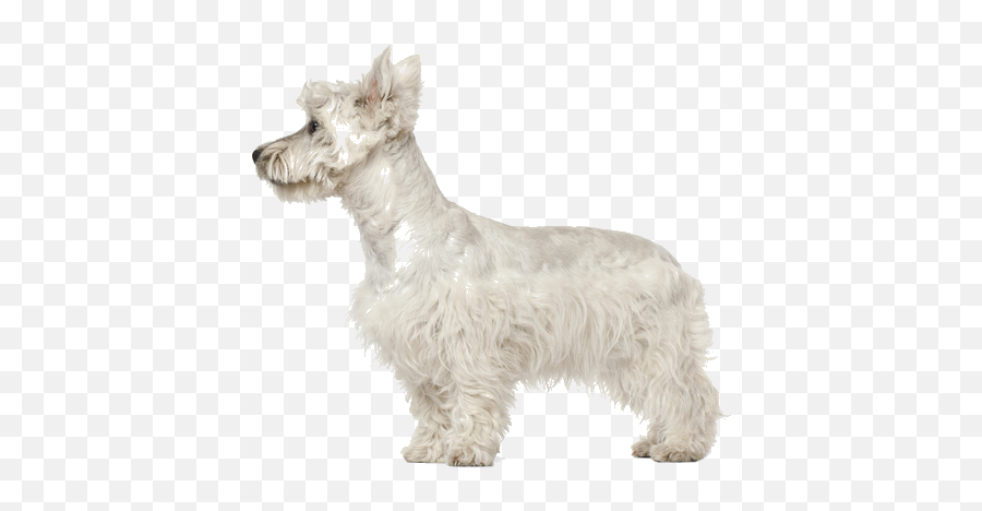 West Highland White Terrier Breed Facts And Information Emoji,White Fur Png