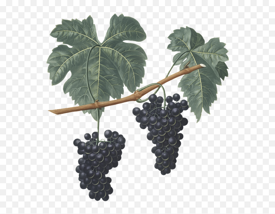 Grapes Grapevine Fruit - Free Image On Pixabay Emoji,Grapevine Png