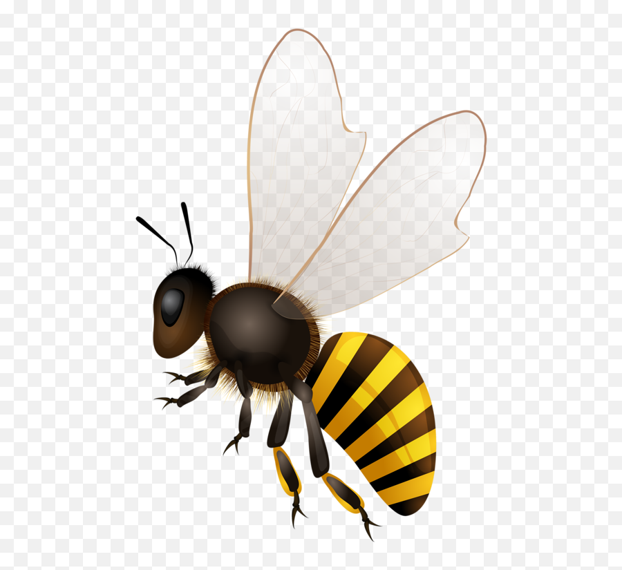 Bee Insect Bee Pollinator Clipart - Parasitism Emoji,Insect Clipart