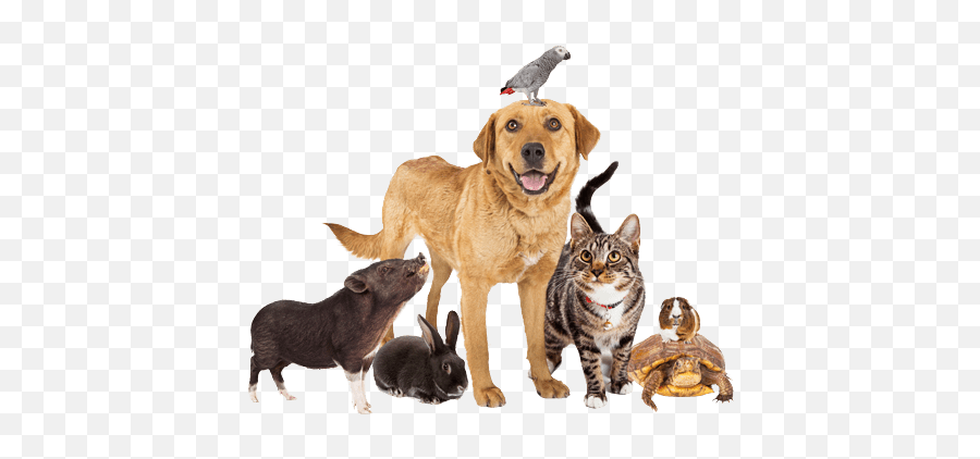 Spca Tampa Bay Non - Profit Animal Shelter And Public Domestic Pets Emoji,Animal Png