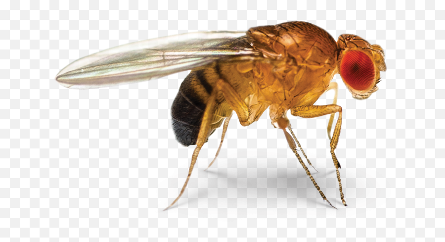 Ontogenie Drosophila Fruit Fly Earrings - Fruit Fly Transparent Emoji,Fly Png