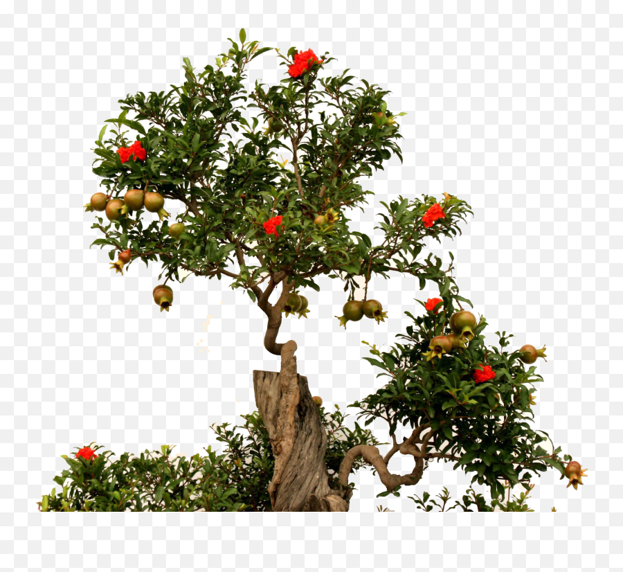 Download Fruit Root Green - Free Pomegranate Tree Png Full Emoji,Green Tree Png