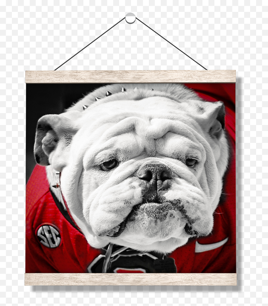 Georgia Bulldogs - Uga Close Up Dawg Wall Art Emoji,Georgia Bulldogs Logo Images