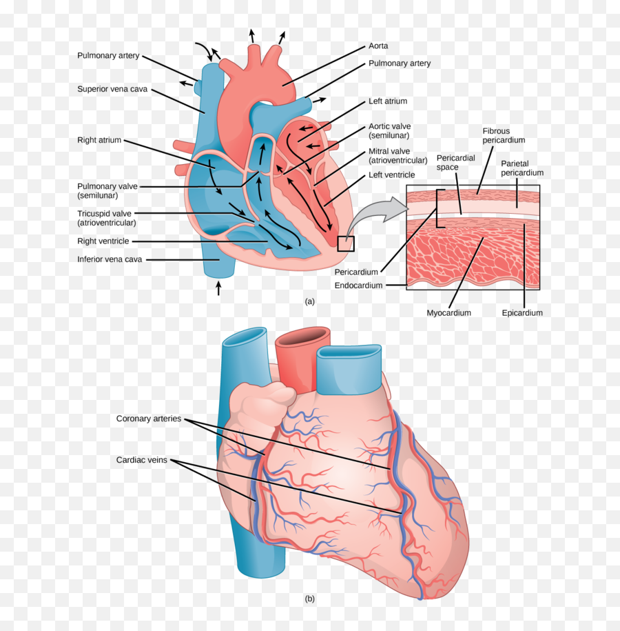 Heart Diagram Blood Vessels - Layers Of Heart Hd Emoji,Human Heart Clipart