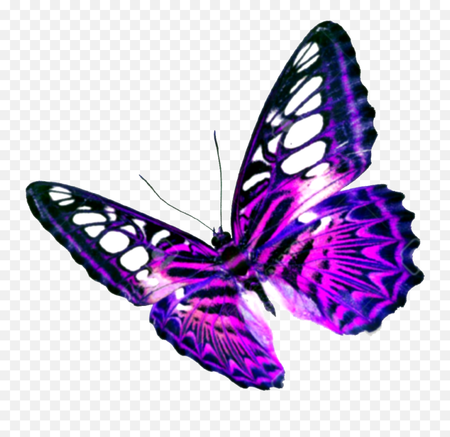 Purple Butterfly Transparent Background - Butterfly Images With Out Background Emoji,Butterflies Transparent