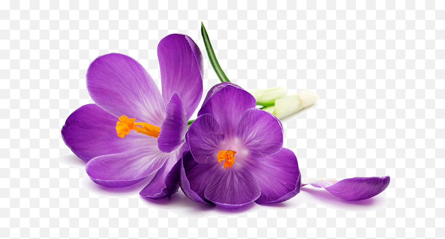 Download Purple Flowers Png Image - Hd Flowers White Background Emoji,Purple Flower Transparent