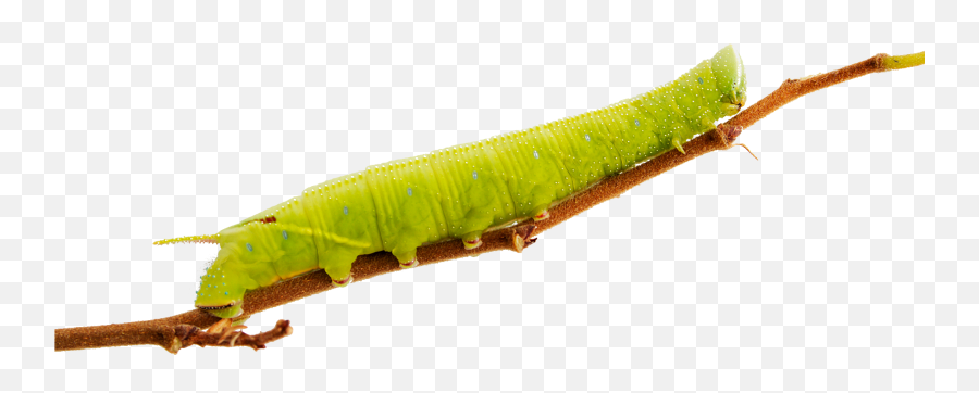 Png Images Caterpillar Caterpillars - Chenille Sur Branche Png Emoji,Caterpillar Png