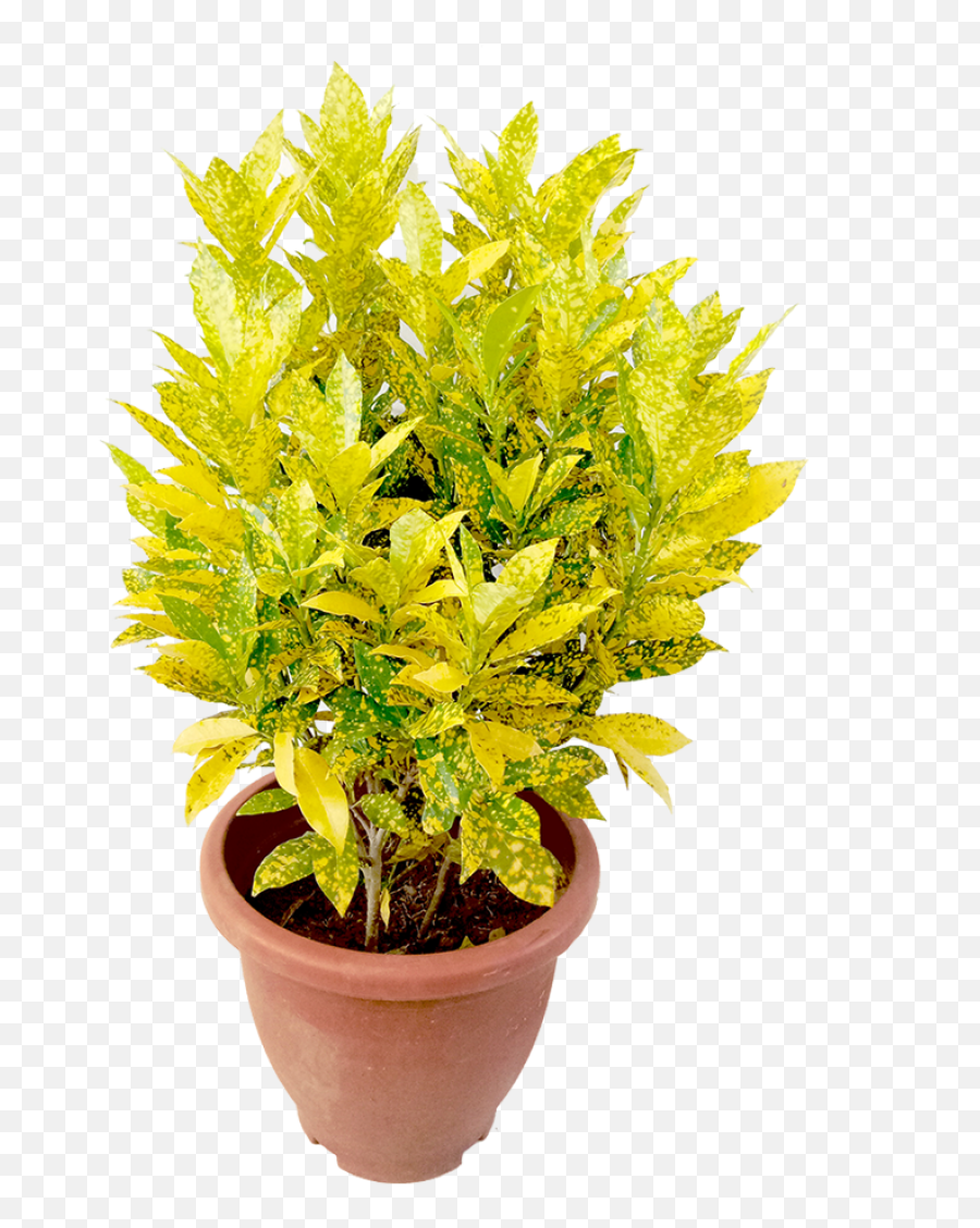 Croton Gold Dust - Mahonia Emoji,Gold Dust Png