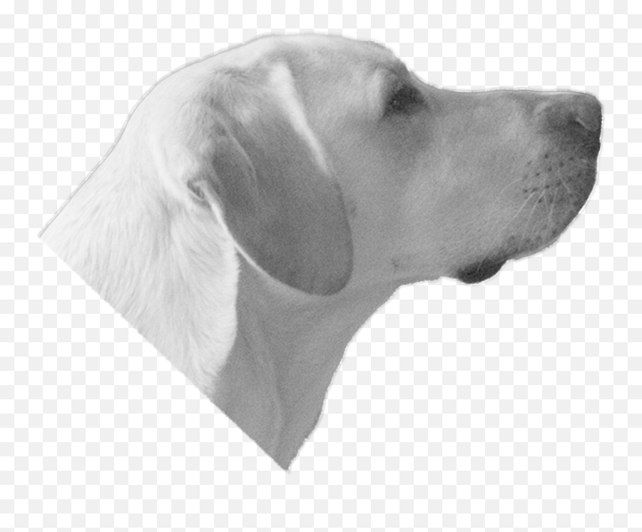 Labrador Retriever Png Download - Labrador Retriever Labrador Head Png Emoji,Labrador Clipart