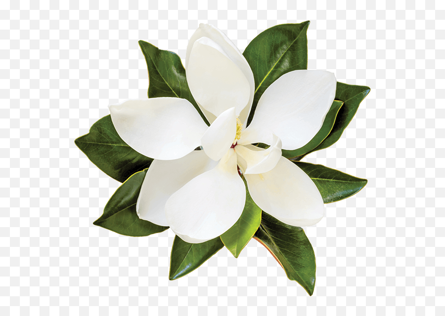 Magnolia Emoji,Magnolia Png