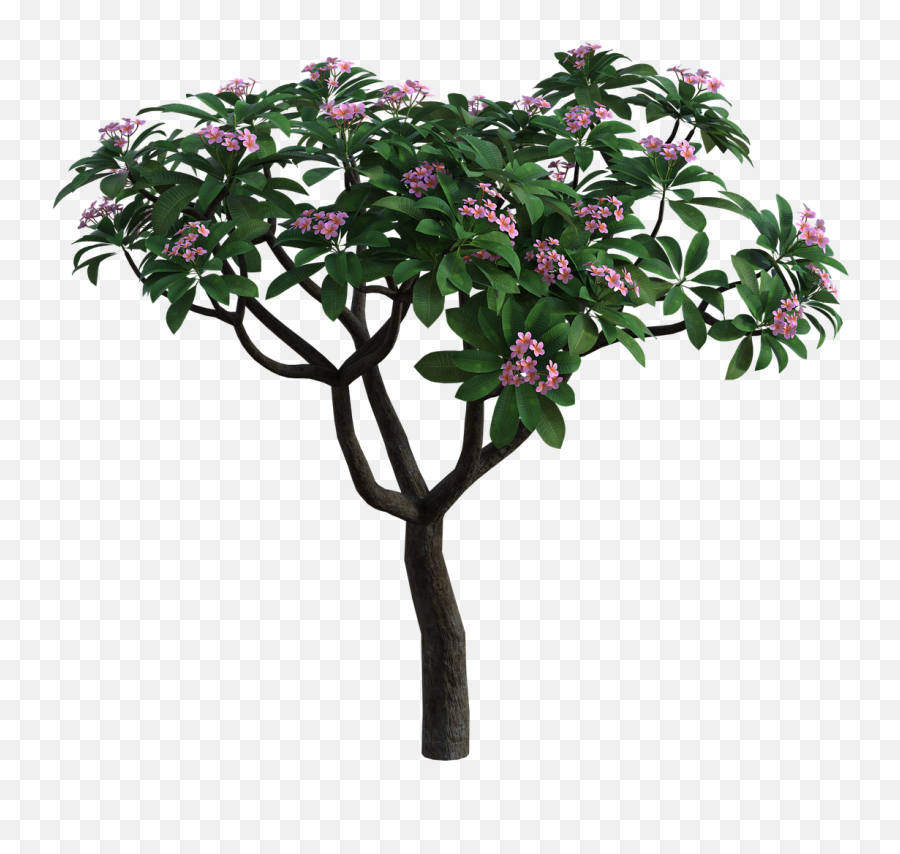 Tropical Bush Flowers - Free Image On Pixabay Emoji,Jungle Plants Png