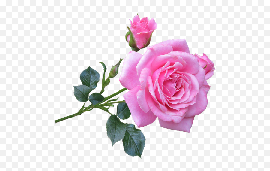 Pink Rose Flower Png Transparent Images Emoji,Pink Flower Png