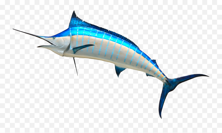 Download See Here Cartoon Fish Transparent Background - Atlantic Blue Marlin Emoji,Fish Transparent Background