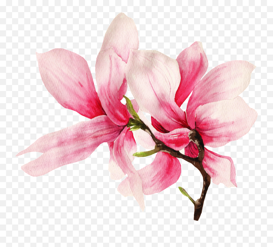 Pink Flower - Magnolia Flower Png Emoji,Pink Flowers Png