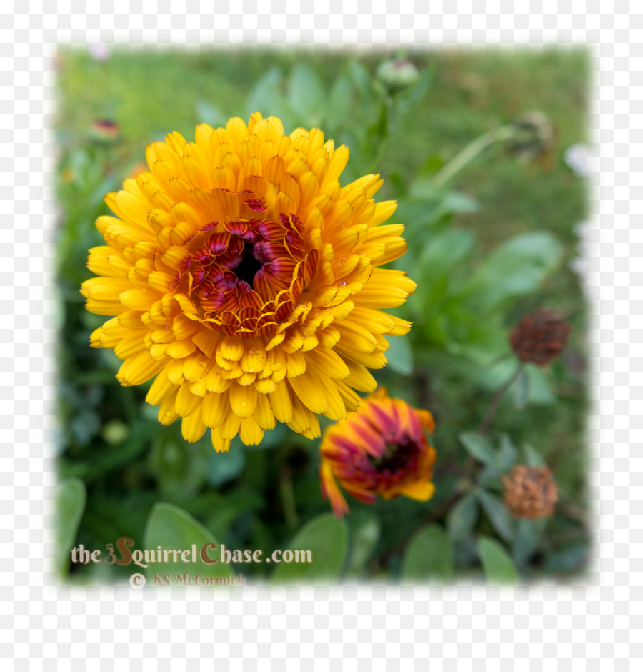 Gimp Fuzzy Transparent Border - Sunflowers Emoji,Make Layer Transparent Gimp