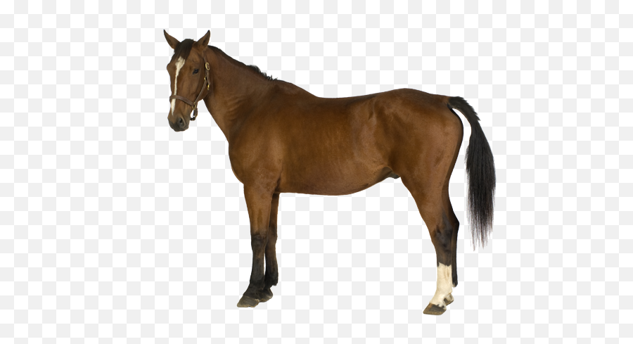 Download Brown Horse - Bridle Emoji,Horse Png