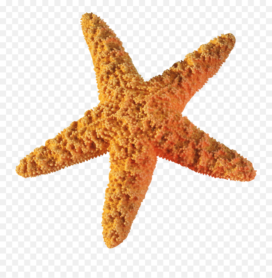 Starfish Png - Transparent Starfish Png Emoji,Star Fish Png