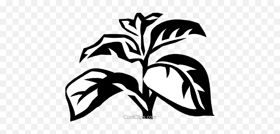 Basil Royalty Free Vector Clip Art Illustration - Vc026155 Hojas Plantas Medicinales Dibujos Emoji,Herbs Clipart