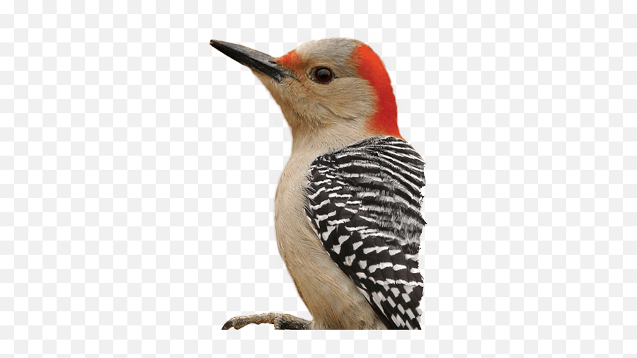 Download Woodpecker Png Hq Png Image Emoji,Woodpecker Png