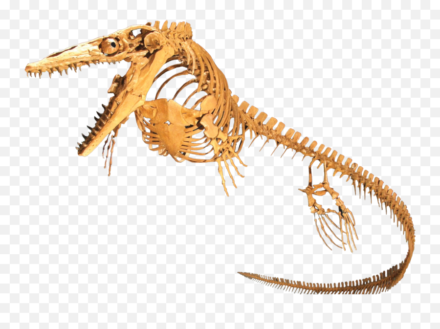 Mosasaur - Wikipedia Fossilw Transparent Background Emoji,Dinosaur Png
