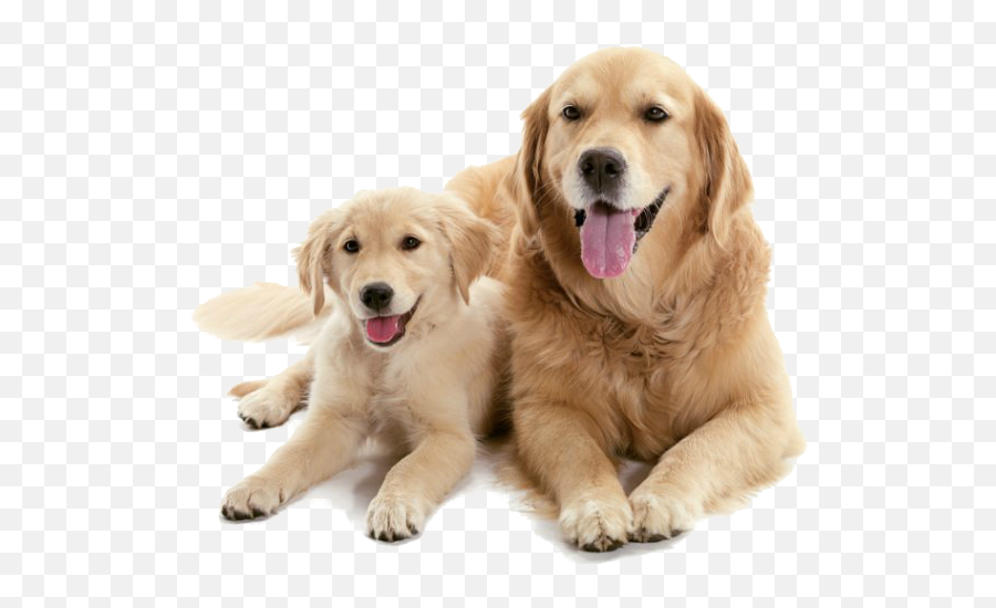 Better To Get A Puppy Or An Older Dog - Perro Cachorro Y Adulto Emoji,Puppy Png