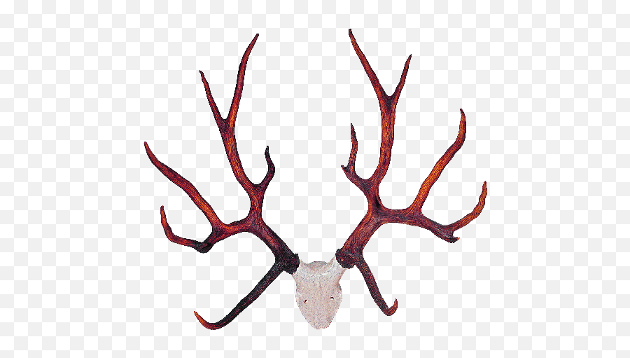 Deer Antler Logos - Gif Transparent Elk Antlers Emoji,Antlers Clipart