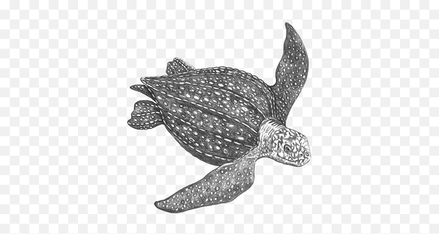 Free Turtle Png Black And White U0026 Free Turtle Black And - Leatherback Sea Turtle Black And White Emoji,Turtle Clipart Black And White