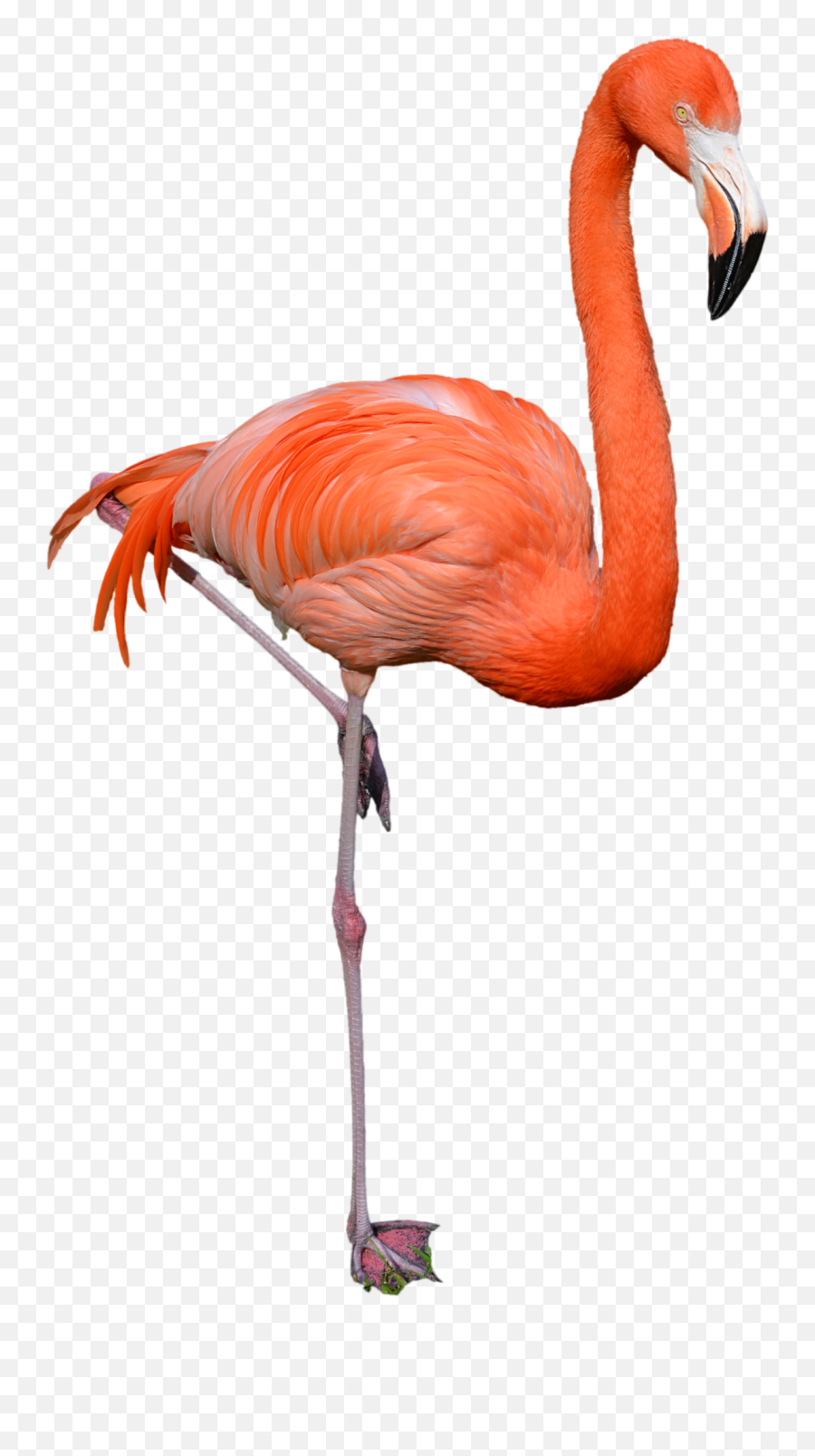 Flamingo Png Clipart Hq Png Image - Real Flamingo Png Emoji,Flamingo Clipart
