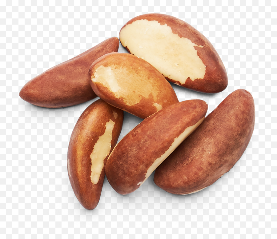 Download Brazil Nuts Images - 1 Brazil Nut Top View Png Emoji,Nut Png