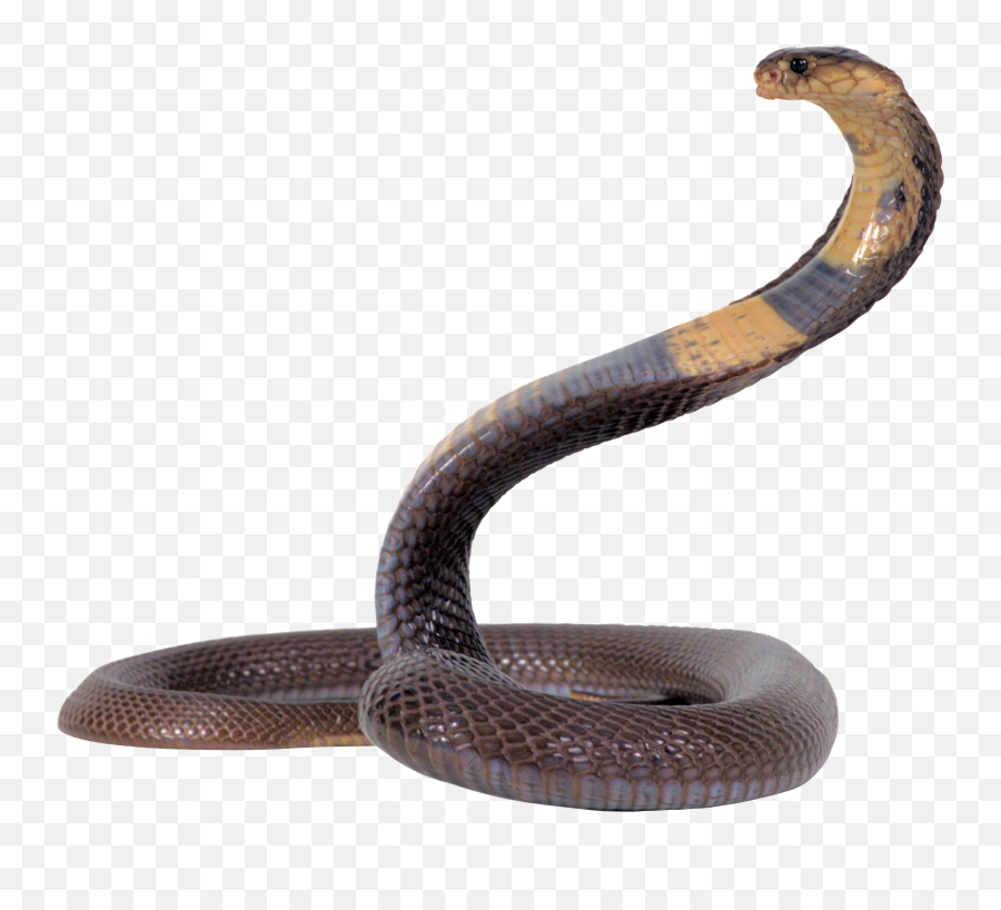 Cobra Snake Png Image Free Download - Snake Png Emoji,Snake Png