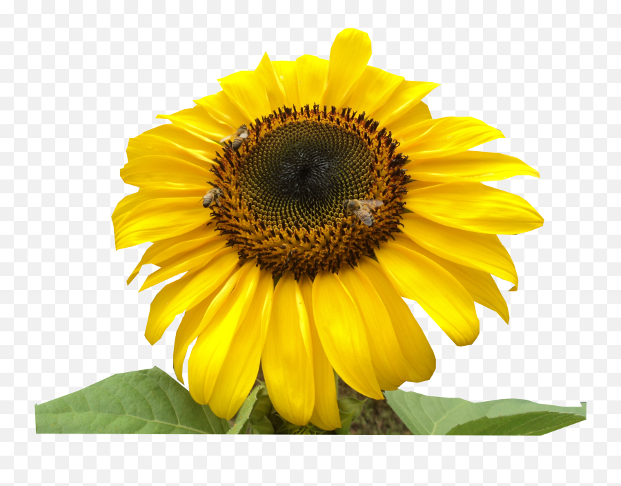 Download Girasol Abejas - Sunflower Full Size Png Image Fresh Emoji,Girasol Png
