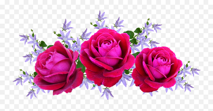 Rosas Png - Cadena De Rosas Png Emoji,Rosas Png