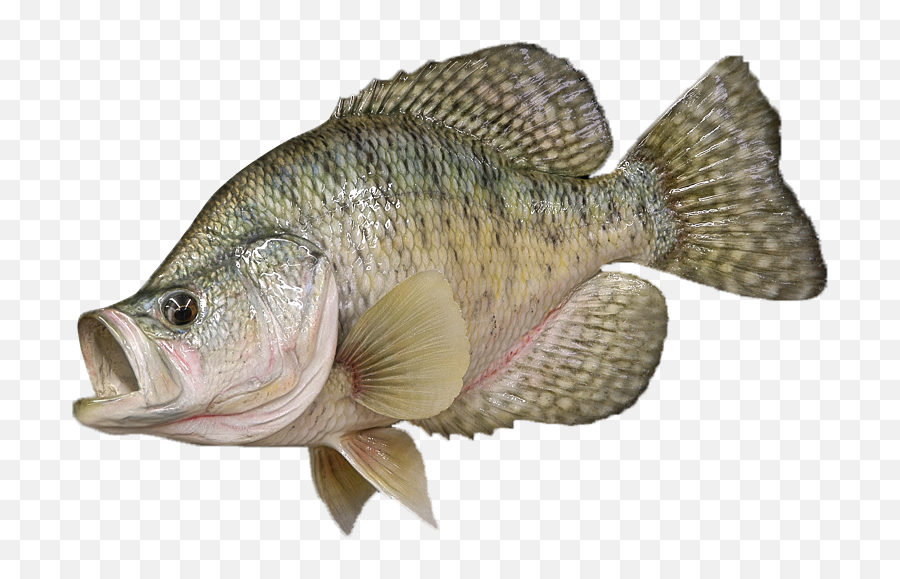 Tilapia Bass White Crappie Perch Black Crappie - White Black Crappie Png Emoji,Bass Fish Clipart Black And White