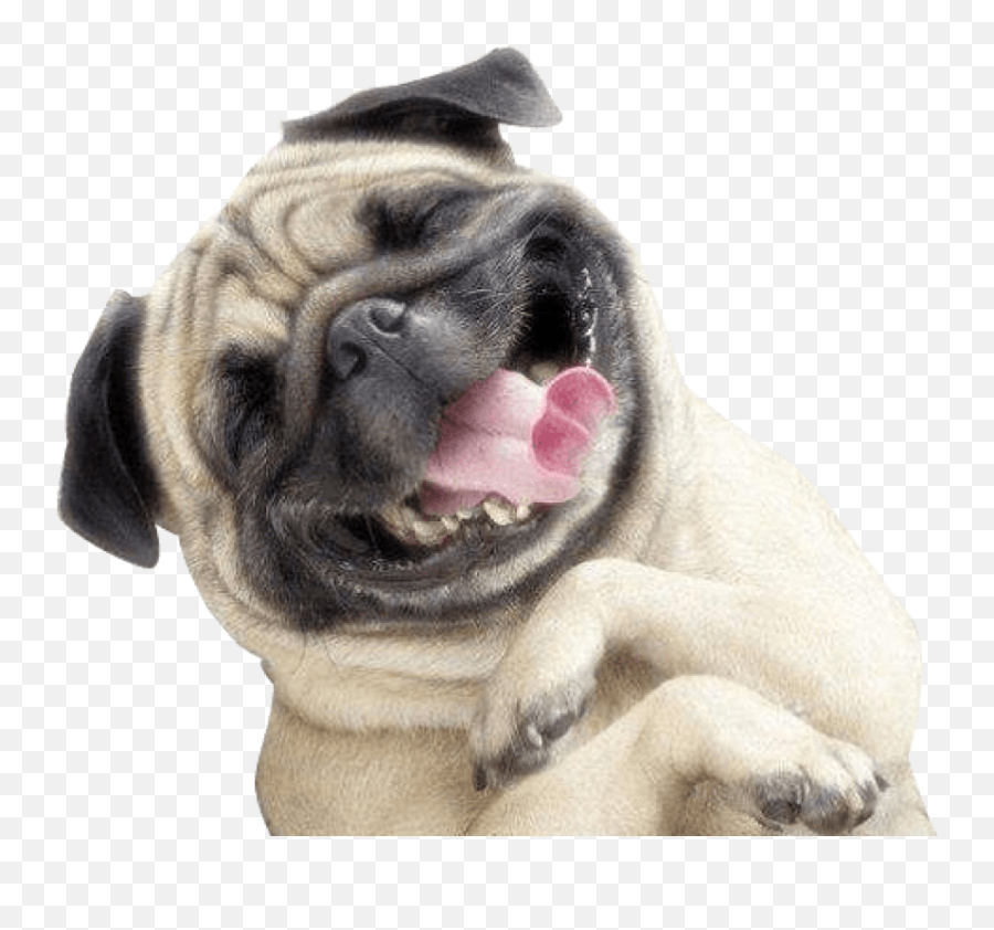 Download Happy Dog Png Emoji,Cute Dog Png