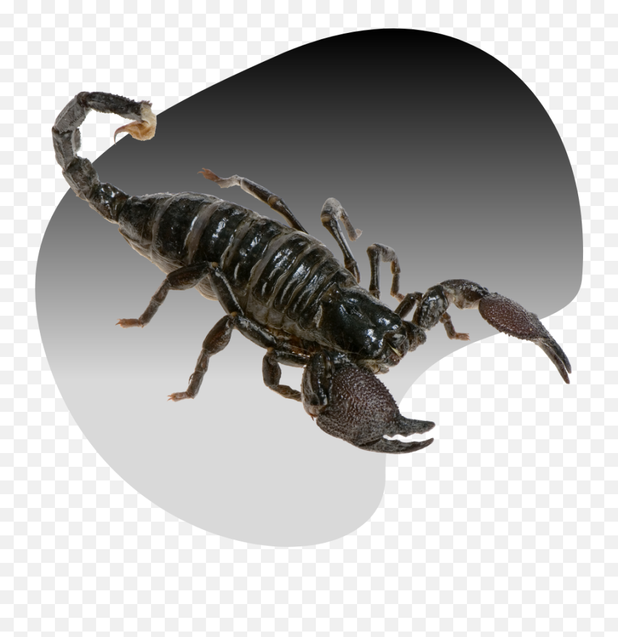 Scorpion Control U0026 Removal In Las Vegas Emoji,Scorpion Transparent