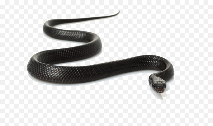 Download Free Black Snake Clipart Icon - Eastern Indigo Snake Emoji,Snake Clipart