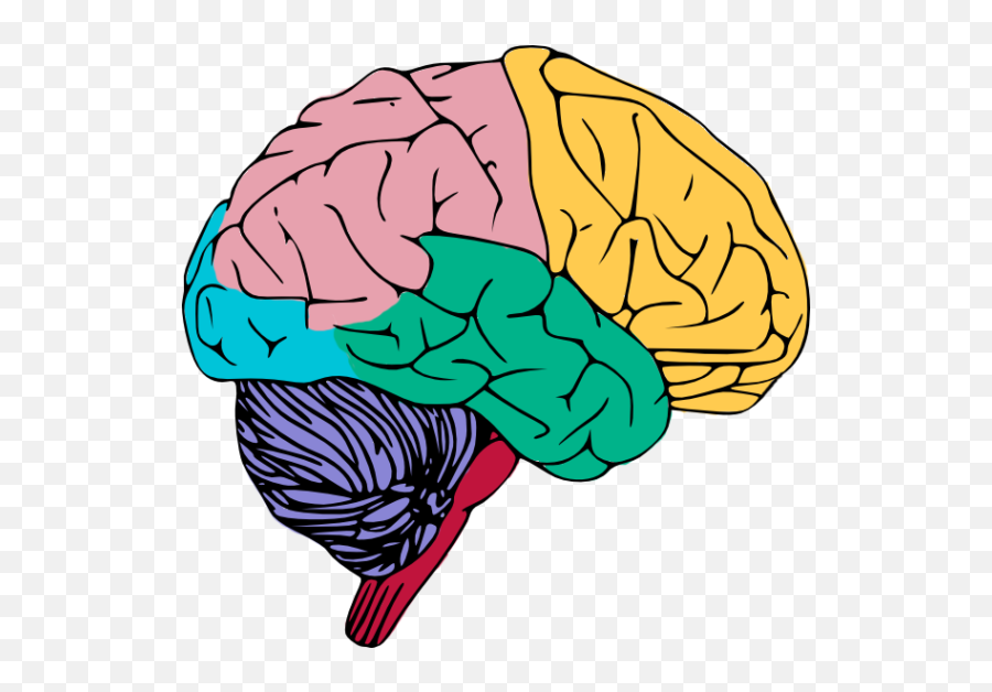 Download Human Brain Png High - Brain Clipart Png Emoji,Brain Clipart Png