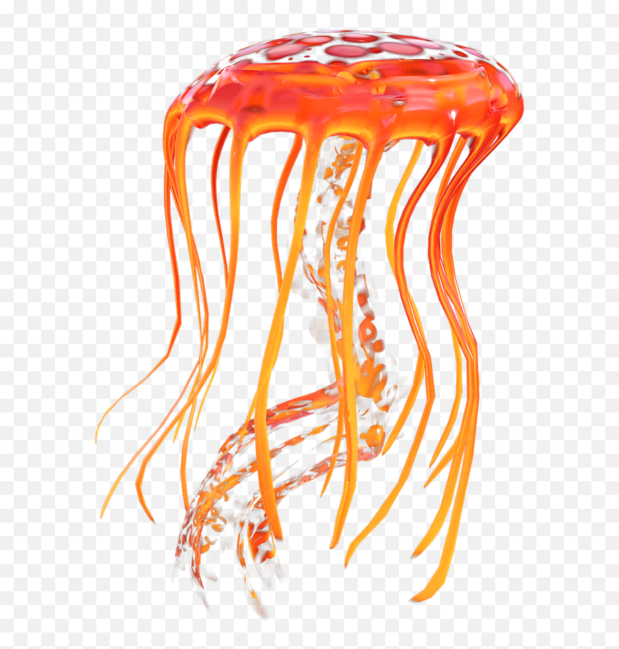 Jellyfish Ocean Orange - Free Image On Pixabay Jellyfish Orange Png Emoji,Jellyfish Transparent Background