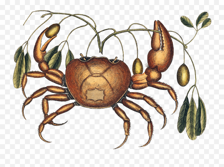 Crab Vintage Drawing Free Stock Photo - Great Naturalists Robert Huxley Emoji,Crab Transparent Background