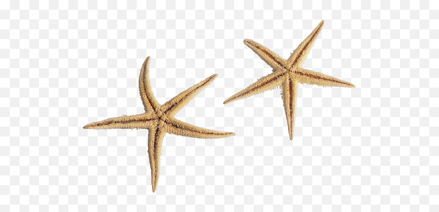 Download Free Png Background - Starfishtransparent Dlpngcom Emoji,Starfish Transparent Background