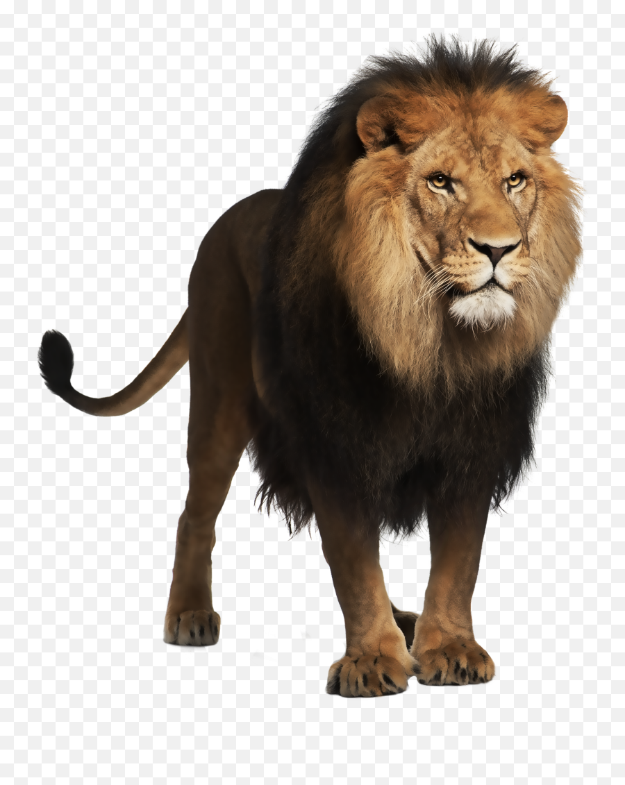 Lion Clipart Real - Lion White Background Emoji,Lion Clipart