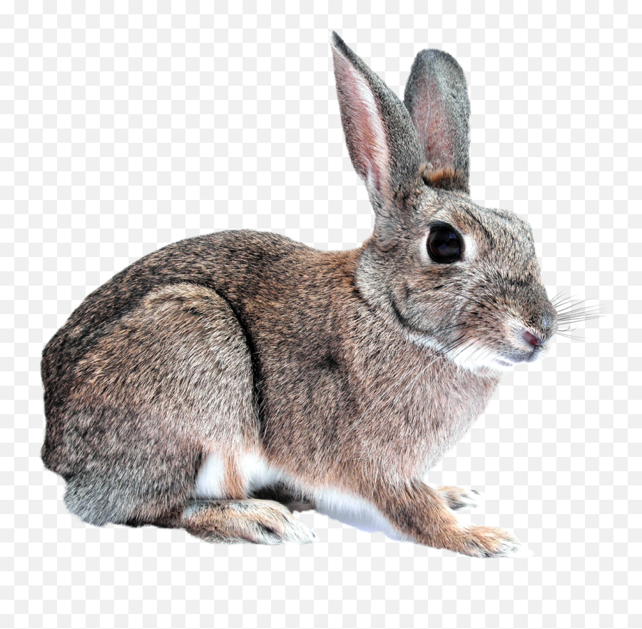 Bunny Rabbit Png Image - Transparent Rabbit Emoji,Rabbit Png