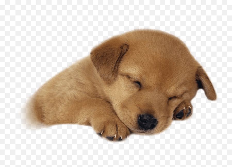 Download Free Png Cute Puppies Png Emoji,Puppy Png